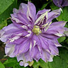 Clematis Countess Of Lovelace