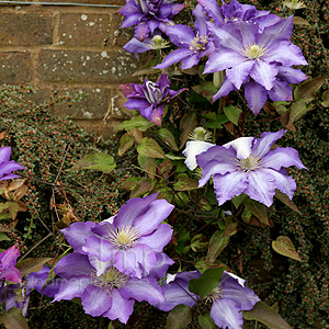 Clematis 'Daniel Deronda'