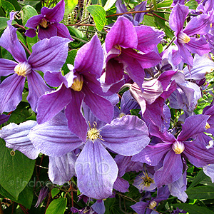 Clematis Durandi