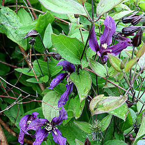 Clematis Petit Faucon 'Evisix'