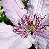 Clematis Hagley Hybrid