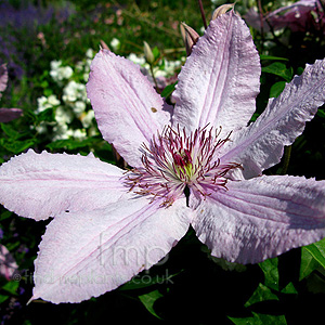 Clematis Hagley Hybrid