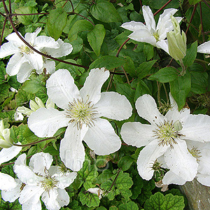 Clematis 'John Huxable'