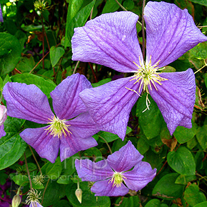 Clematis 'M Koster'