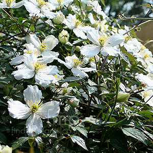 Clematis Montana - Virgin's Bower