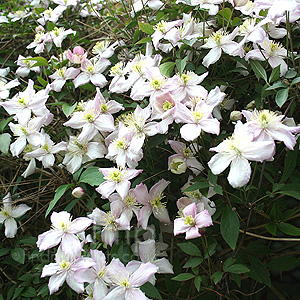 Clematis Montana 'Rubens'