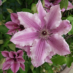 Clematis 'Ooh La La'