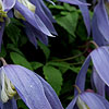 Clematis - Pauline