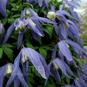 Clematis 'Pauline'