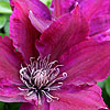 Clematis - Picardy