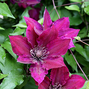 Clematis 'Picardy'