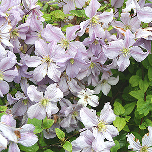 Clematis Prince Charles