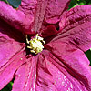 Clematis Rosemoor