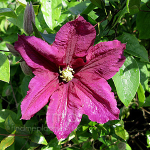 Clematis Rosemoor