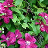 Clematis - Rouge Cardinal