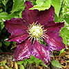 Clematis - The Vagabond