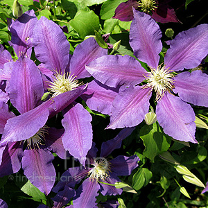 Clematis 'The Vagabond' - Clematis