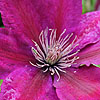 Clematis X Triternata - Rubromarginata