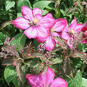 Clematis Ville De Lyon