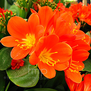 Clivia Miniata - Bush Lily, Clivia