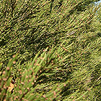 Colletia Armata