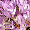 Colchicum Speciosum