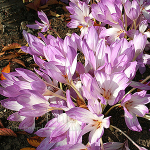 Colchicum Speciosum - Autumn Crocus