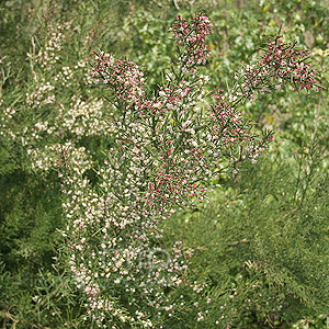 Colletia Infausta