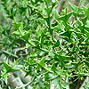 Colletia Paradoxa