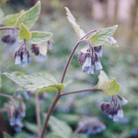 Symphytum Asperum - Comfrey