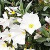 Convolvulus Cneorum