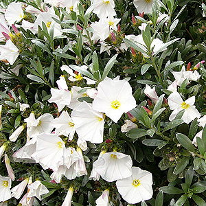 Convolvulus Cneorum - Convolvulus