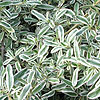 Copiosma - Kirii Variegata