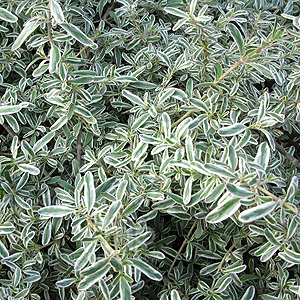 Copiosma 'Kirii Variegata'