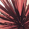Cordyline Australis - Purpurea