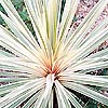 Cordyline Australis - Torbay Dazzler