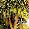 Cordyline Australis