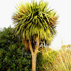 Cordyline Australis - Cordyline, Cabbage, Palm