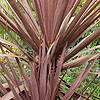 Cordyline Australis - Red Sensation