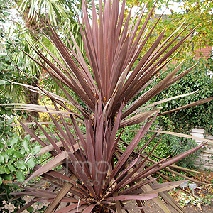 Cordyline Australis 'Red Sensation' - Cordyline, Cabbage Tree