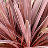 Cordyline - Red Sensation