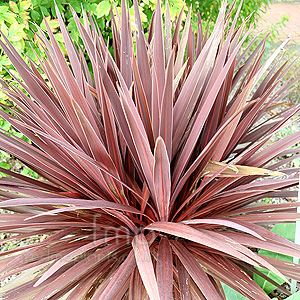 Cordyline