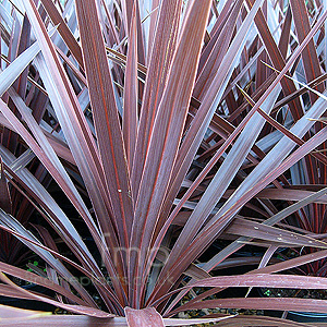 Cordyline 'Red Star' - Cordyline, Cabbage Palm