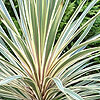 Cordyline Australis - Torbay Dazzler