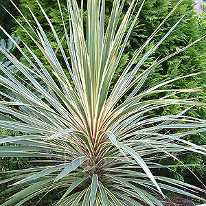 Cordyline Australis 'Torbay Dazzler - Cabbage Tree