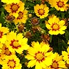 Coreopsis Grandiflora - Sonnenkind