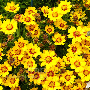 Coreopsis Grandiflora 'Sonnenkind' - Tickseed, Coreopsis