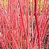 Cornus Alba - Siberica variegata