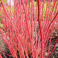 Cornus Alba 'Siberica variegata' - White Stemmed Dogwood