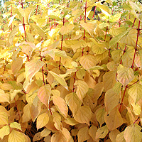 Cornus Sanguinea 'Magic Fla….